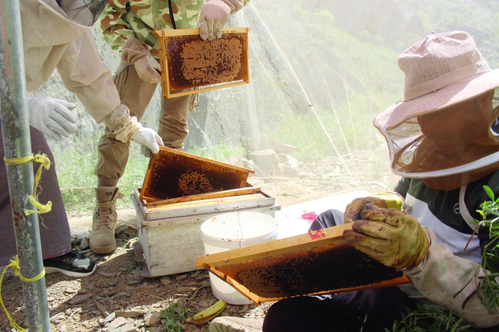 Harvesting honey in Oman's rugged mountains is a must-try experience