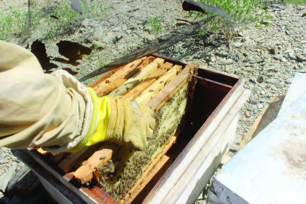 Harvesting honey in Oman's rugged mountains is a must-try experience