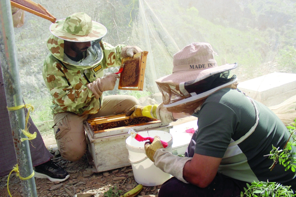 Harvesting honey in Oman's rugged mountains is a must-try experience