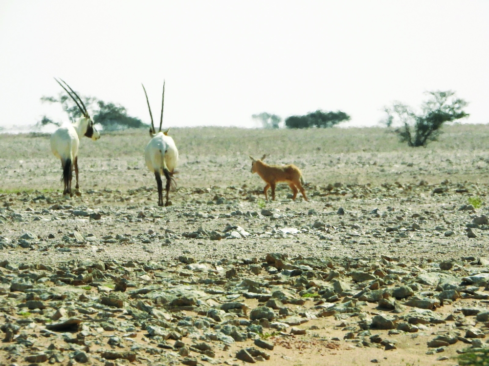 The Environment Authority announced a significant milestone in the Arabian Oryx Re-release Programme.