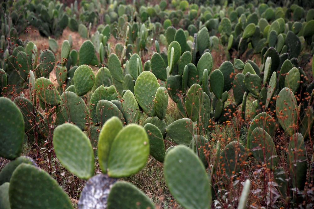 FILE PHOTO: Prickly pear cactus plantation is seen in Tepeteopan, state of Puebla, Mexico January 16, 2020. Picture taken January 16, 2020. REUTERS/Carlos Jasso/File Photo
