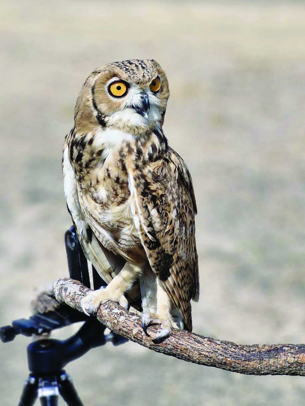 'Wings Through the Lens' — a visionary initiative to preserve natural beauty in Suhar