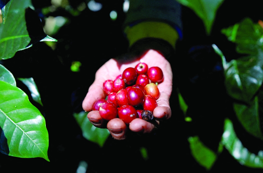 A worker harvests arabica coffee cherries at a plantation near Pangalengan, West Java, Indonesia.