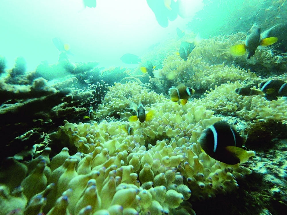 Protecting anemone fish is vital for ensuring the health and sustainability of Oman's marine ecosystems