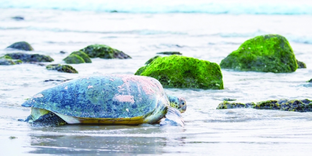 EA has launched an initiative to update the Turtle Reserve Management Plan