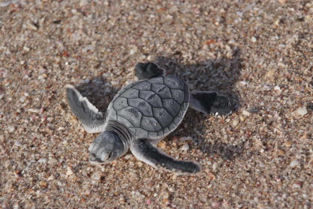 Reserve Management Plan Initiative for turtle reserve