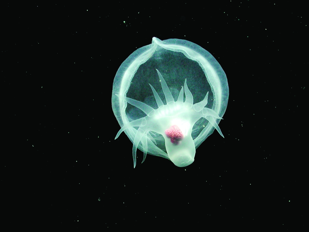 A mysterious creature, now named Bathydevius caudactylus, was observed by the Monterey Bay Aquarium Research Institutes remotely operated vehicle Tiburon in the outer Monterey Canyon off California at a depth of approximately 1,550 meters. (MBARI via The New York Times)