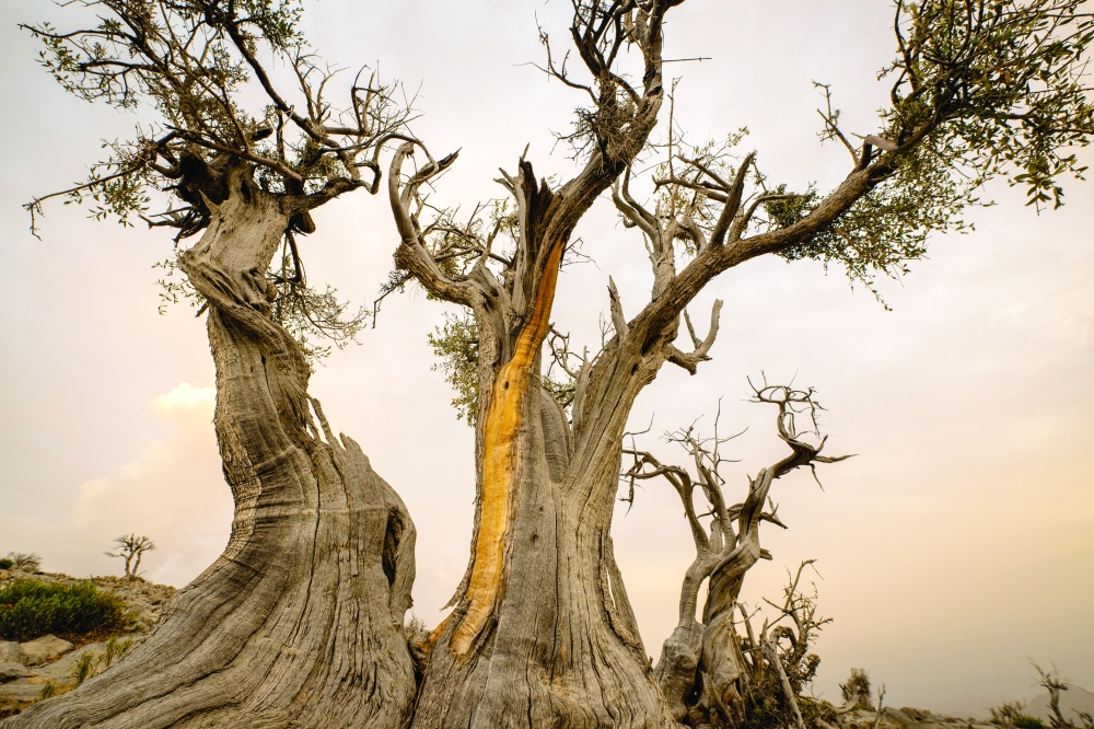 Juniper Tree of Jabal Sarah