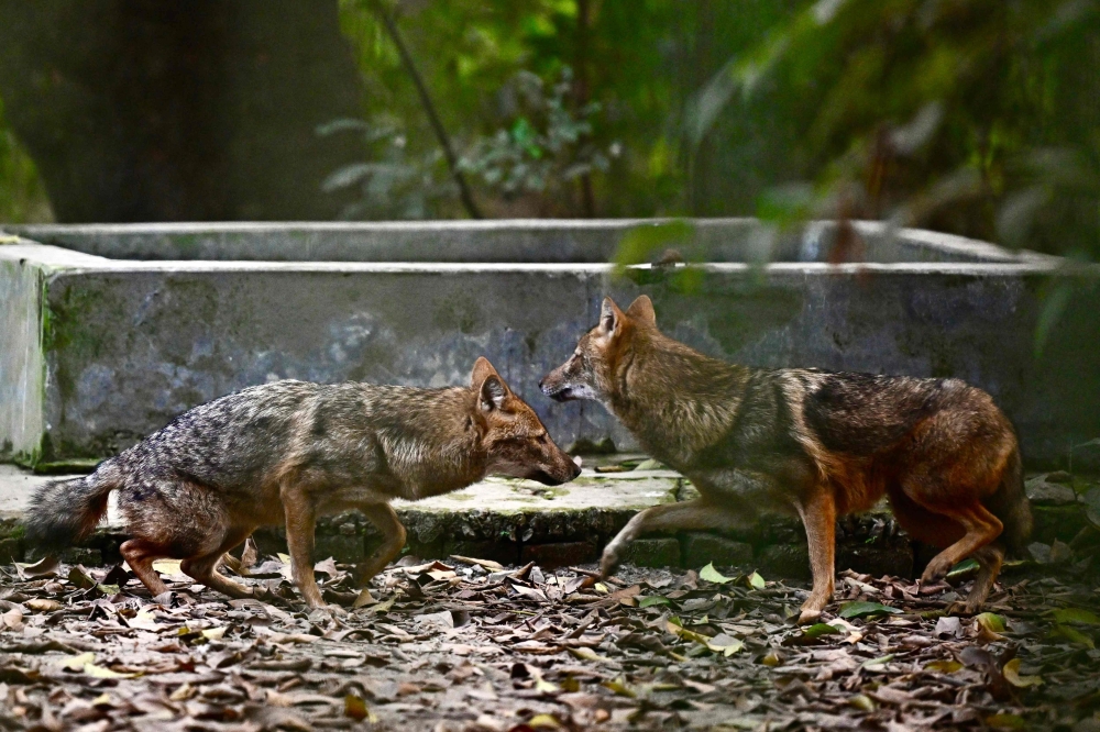 Jackals are seen at the zoo in Dhaka o