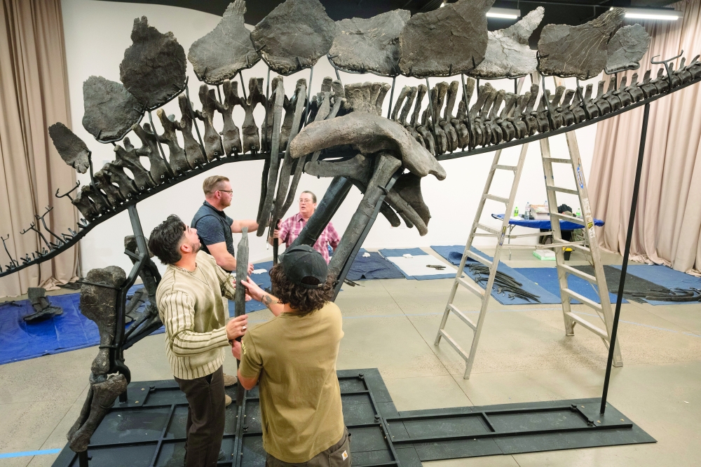 World’s Priciest Dinosaur Fossil Comes to Museum of Natural History