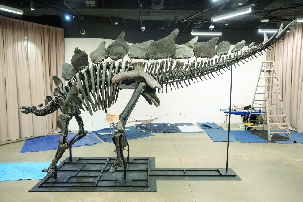 World’s Priciest Dinosaur Fossil Comes to Museum of Natural History