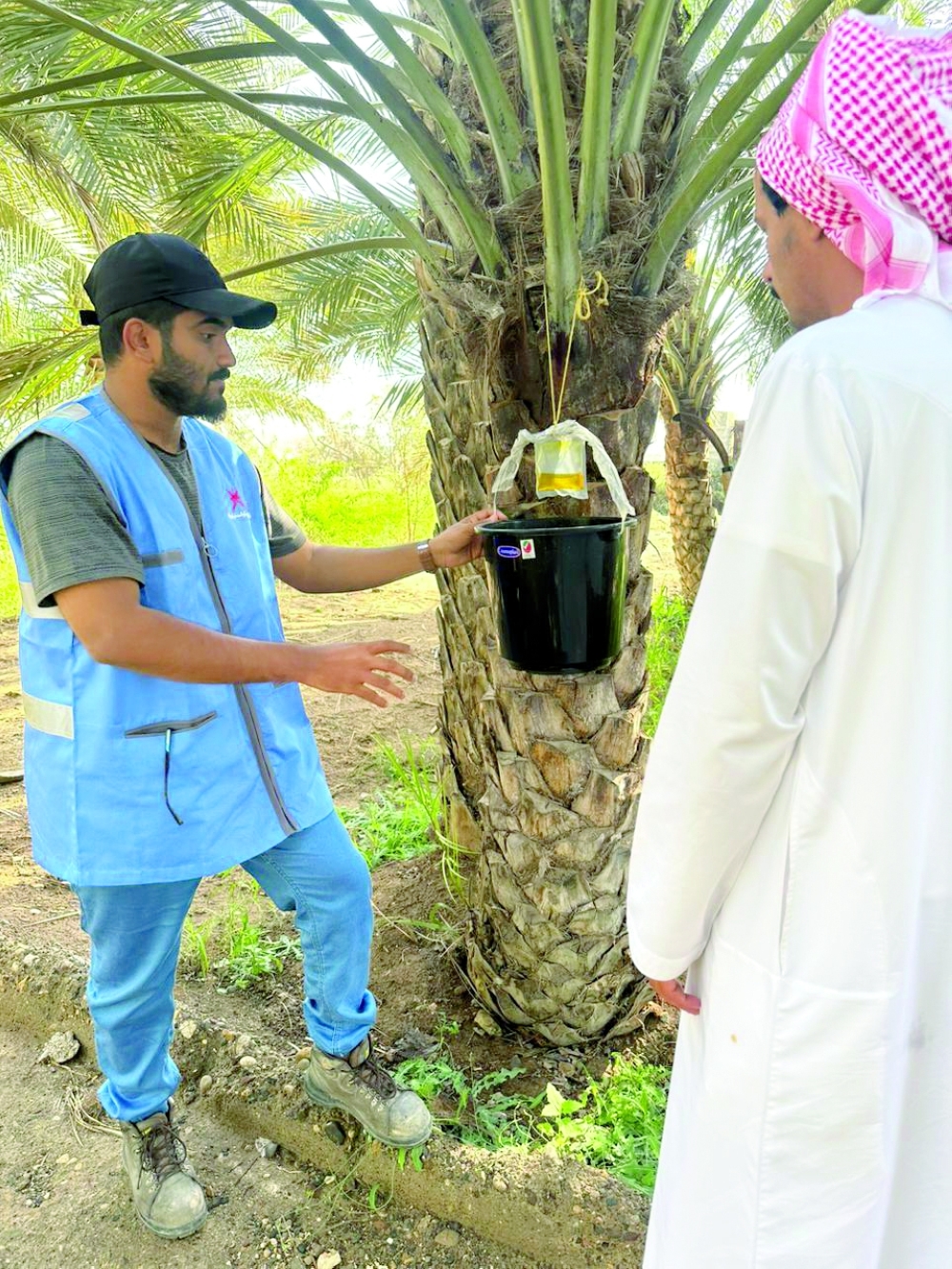 An extensive campaign to raise awareness of the red palm weevil was launched in Sur