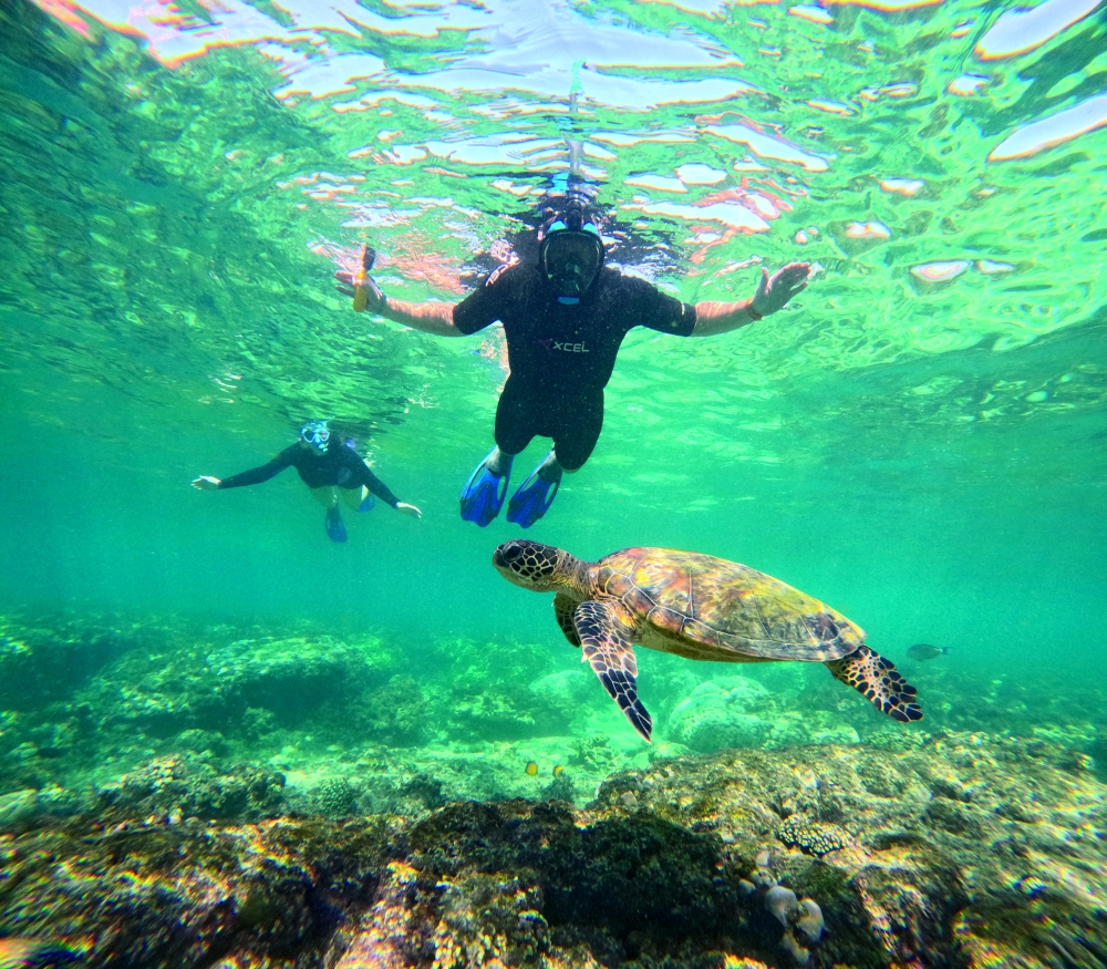 Swimming with turtles at Daymaniyat Islands
