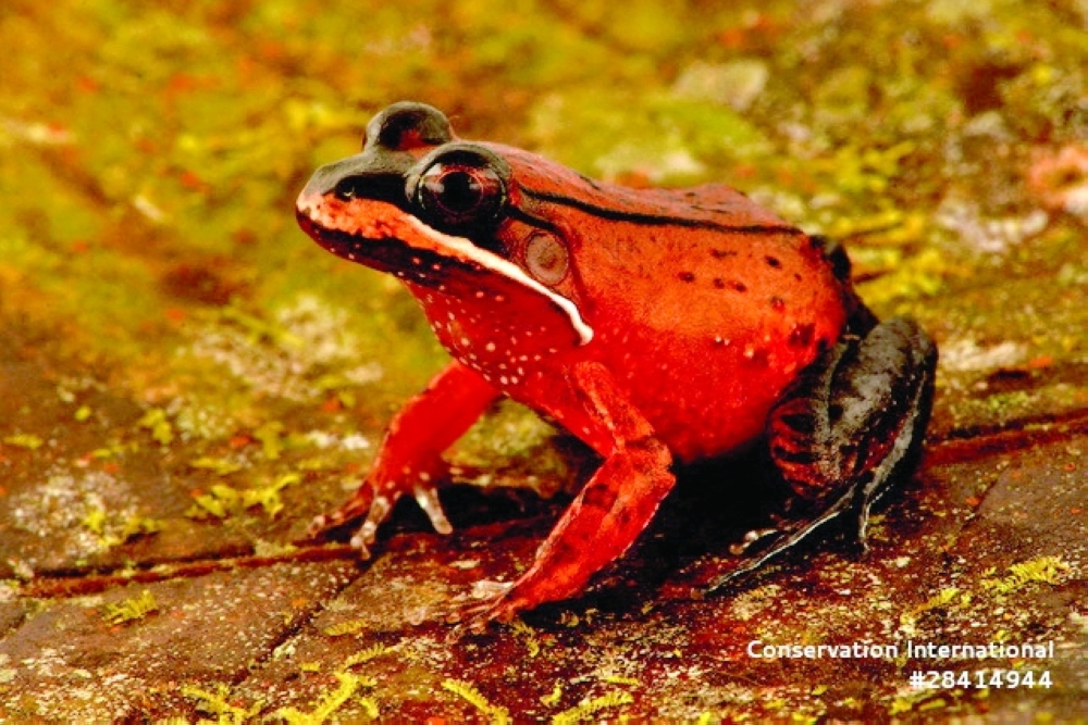A Loreto White-lipped Frog (Leptodactylus rhodomystax) specimen, observed during an expedition to the Peruvian region of Alto Mayo. - Reuters