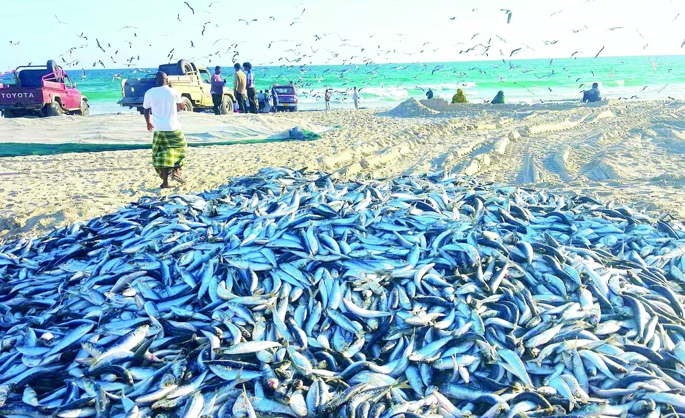The fishing season, locally known as 'Al Dawaghi', spans from October to April