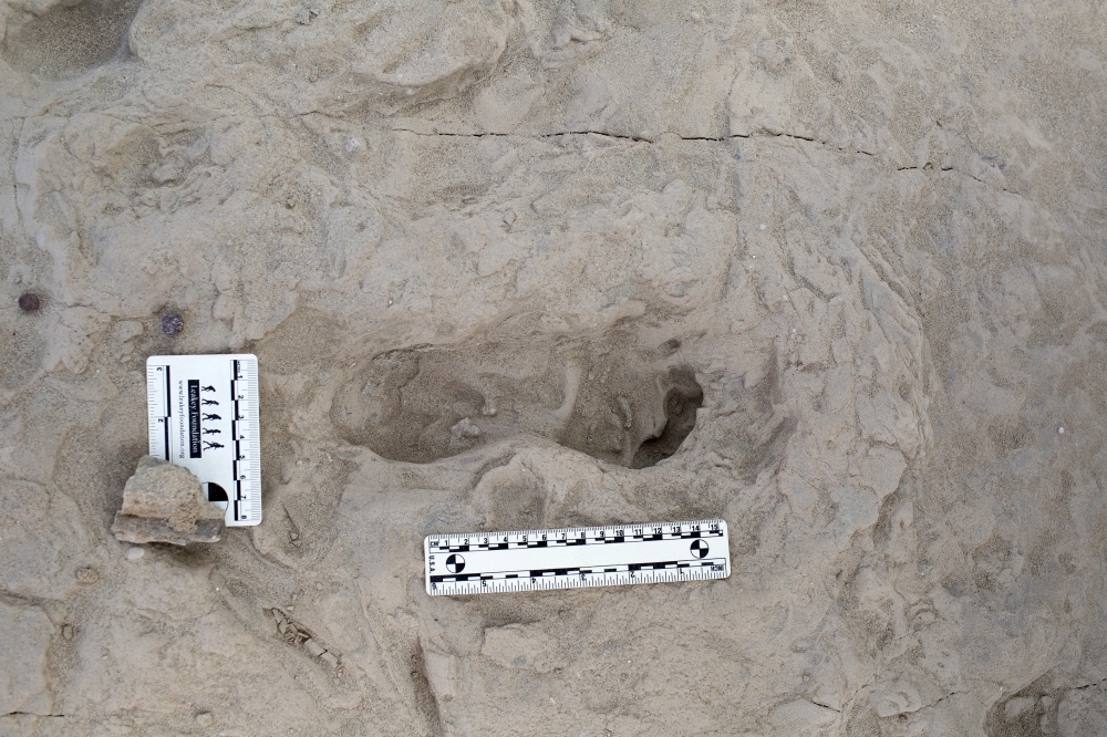 A footprint hypothesized to have been created by a Homo erectus individual. (Kevin G. Hatala via The New York Times)