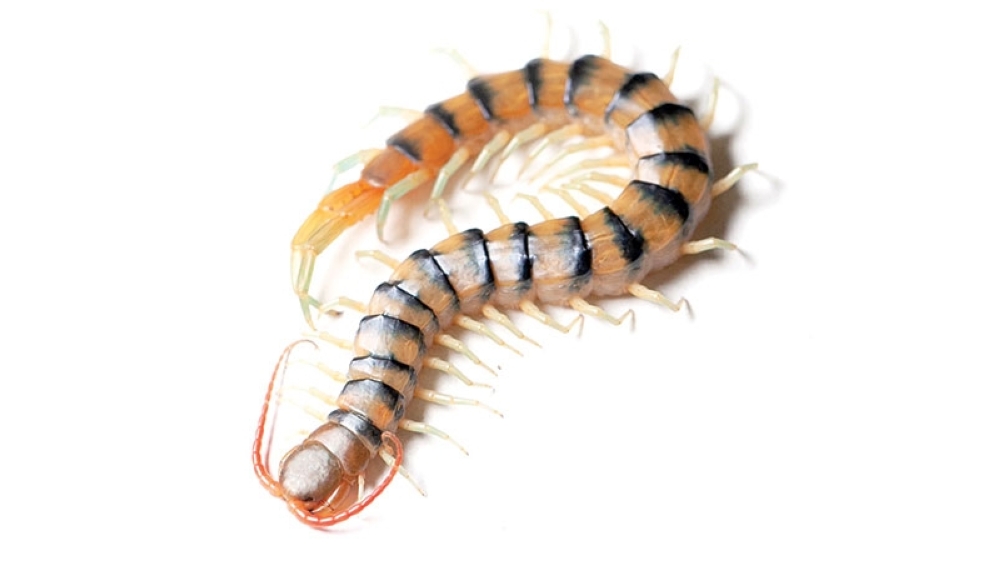 An undated image from Schendel et al., Nature Ecology and Evolution 2024 of Scolopendra morsitans, or the redheaded centipede. (Schendel et al., Nature Ecology and Evolution 2024 via The New York Times)
