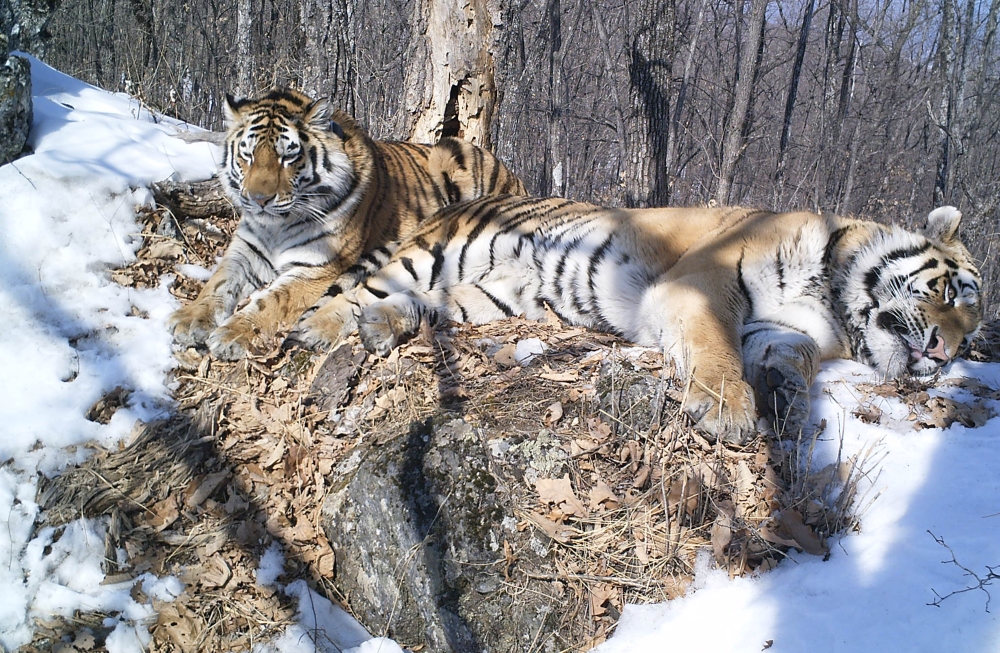 An undated photo provided by ANO WCS  shows Amur tigers Boris and Svetlaya, observed by a trail camera in 2018. (ANO WCS via The New York Times)