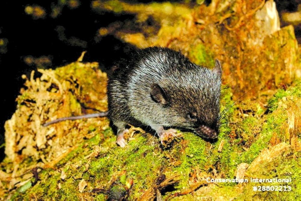 A specimen of spiny mouse (Scolomys sp.), a species discovered on a Conservation International Rapid Assessment expedition into the Alto Mayo Landscape in Peru, is pictured, June 16, 2022.