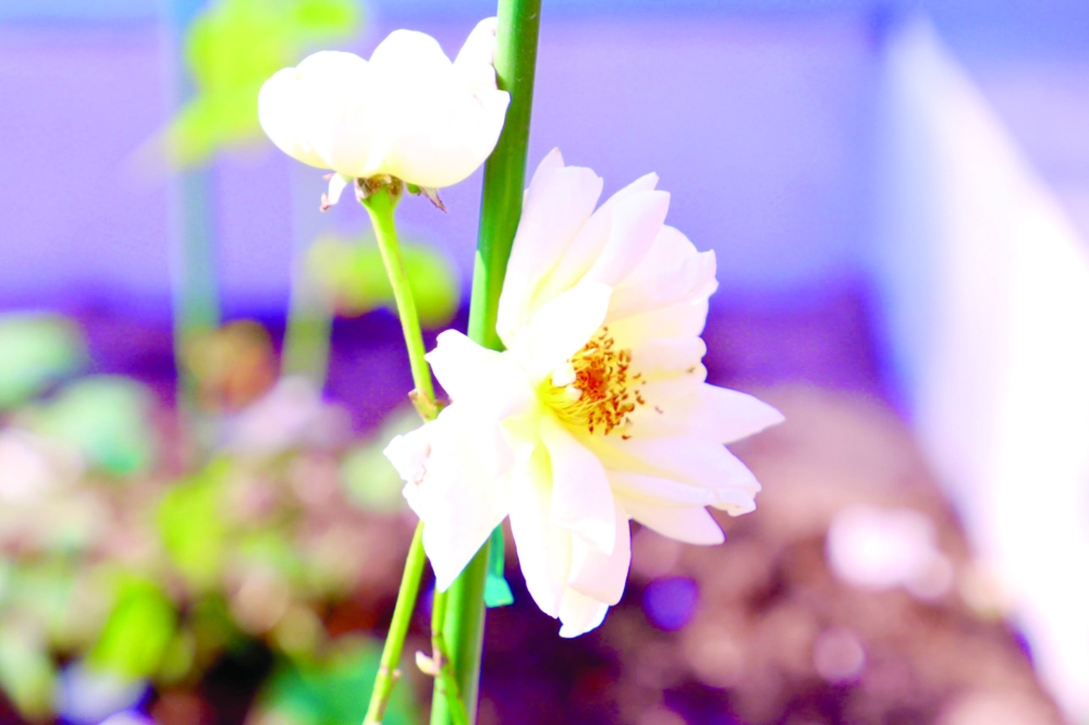 RCA has displayed the Sultan Qaboos Rose, Sultan Haitham Rose and Rose of Her Highness the Honourable Lady