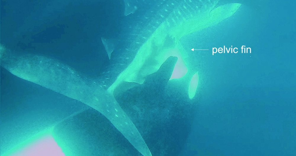A killer whale biting the pelvic fin of the whale shark. (James Moskito via The New York Times)