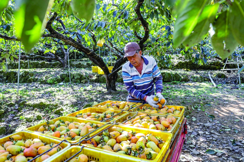 Blooming hard: Taiwan's persimmon growers struggle