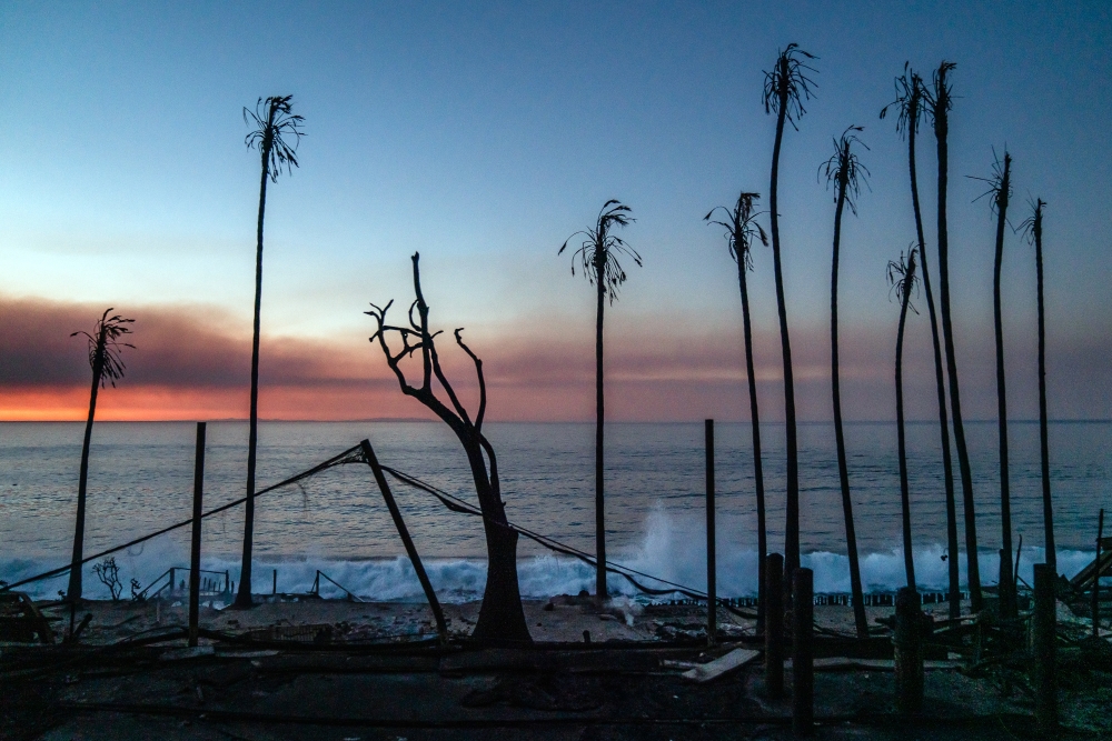 Palm trees burned by the Palisades Fire along the shore in Malibu, Calif., at sunrise on Friday, Jan. 10, 2025. By Friday, the fires in California had consumed more than 30,000 acres and destroyed thousands of buildings. (Ariana Drehsler/The New York Times)