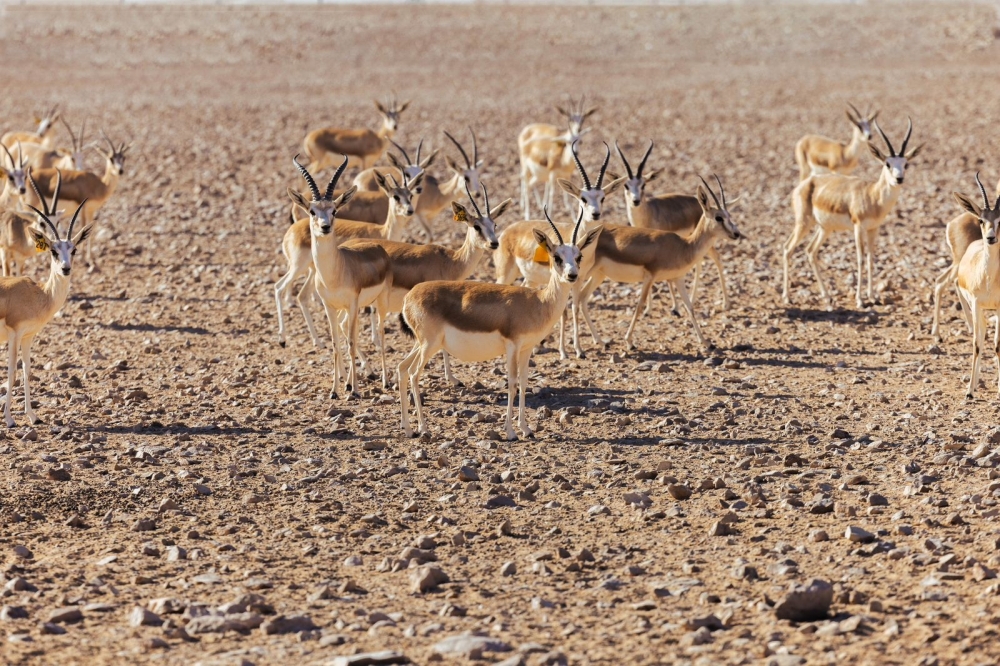 Reem Gazelle Reintroduction to the Empty Quarter Marks Historic Conservation Effort