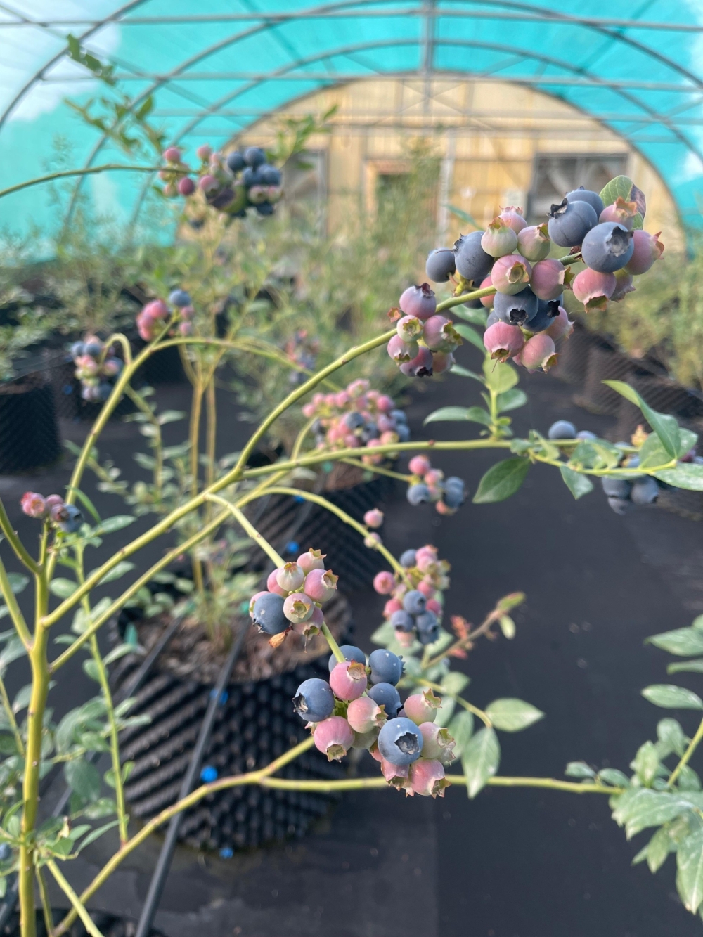 The blueberry seedlings are from Southern Highbush varieties imported from Georgia. 
