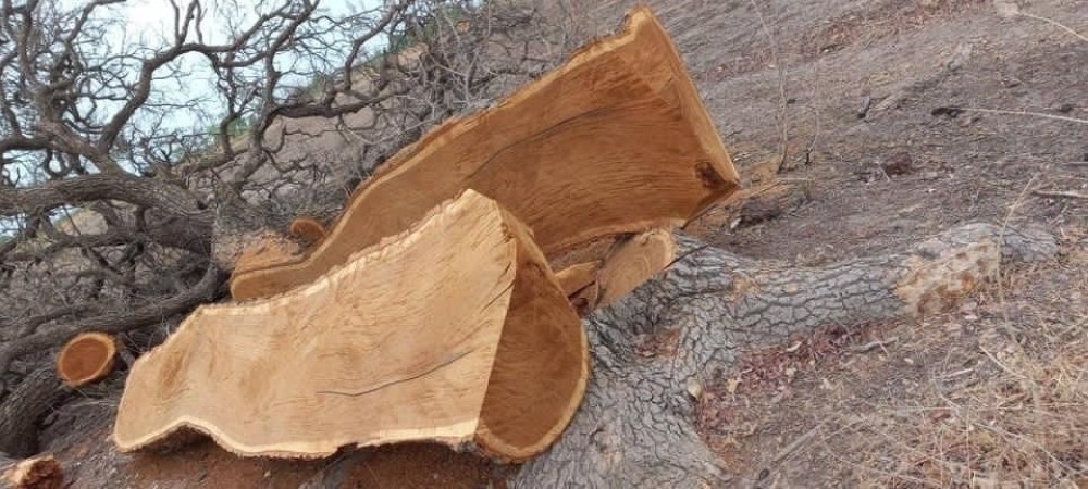 This operation is part of a continuous campaign to combat illegal logging.