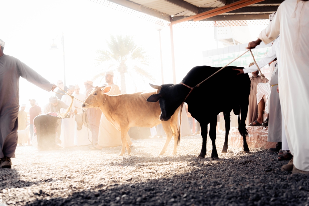 Cow market auction in Nizwa