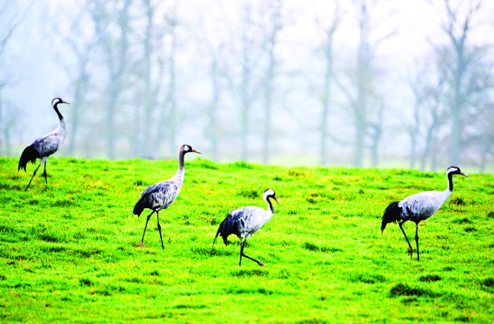 Common cranes walk in a field near Lac du Der near Giffaumont-Champaubert on January 31, 2025. Every year, tens of thousands of common cranes spend the winter on Lac du Der, between the Marne and Haute-Marne regions. It's a situation that is reshaping the local ecosystem, sometimes at breakneck speed. While most of the sandhill cranes that pass through France continue on their way to Spain or even Morocco, as they always have, between 20,000 and 30,000 of them spend the winter on the banks of Lac du Der, an artificial reservoir created in the 1970s to regulate the flow of the Seine.