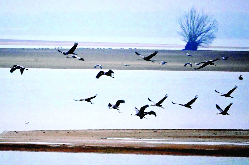 Common cranes gather at Lac du Der near Giffaumont-Champaubert on January 31, 2025. Every year, tens of thousands of common cranes spend the winter on Lac du Der, between the Marne and Haute-Marne regions. It's a situation that is reshaping the local ecosystem, sometimes at breakneck speed. While most of the sandhill cranes that pass through France continue on their way to Spain or even Morocco, as they always have, between 20,000 and 30,000 of them spend the winter on the banks of Lac du Der, an artificial reservoir created in the 1970s to regulate the flow of the Seine.
