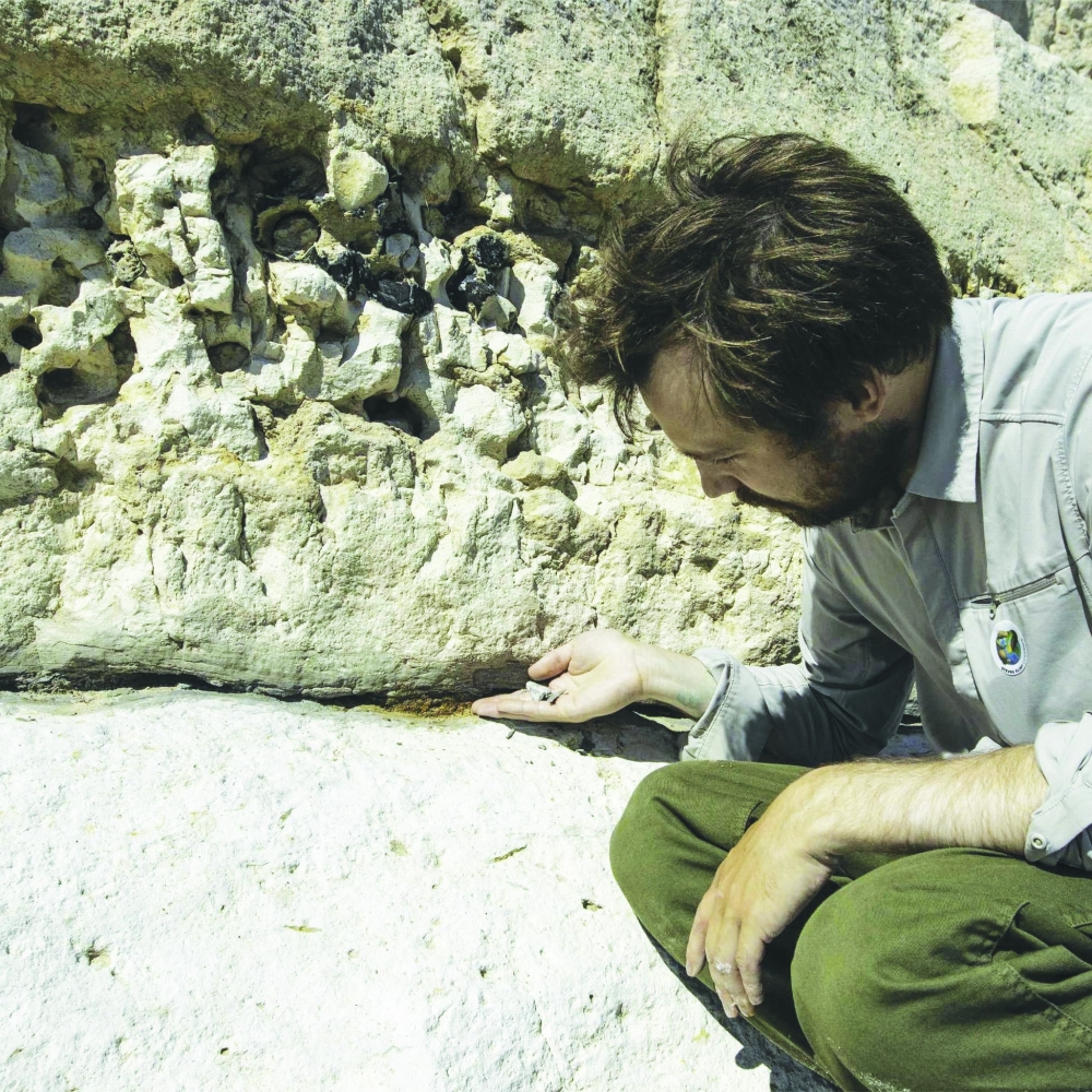 Prehistoric 66-million-year-old vomit found in Denmark