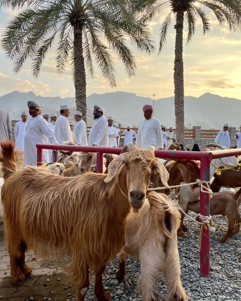 The Enchanting Goat Market Experience