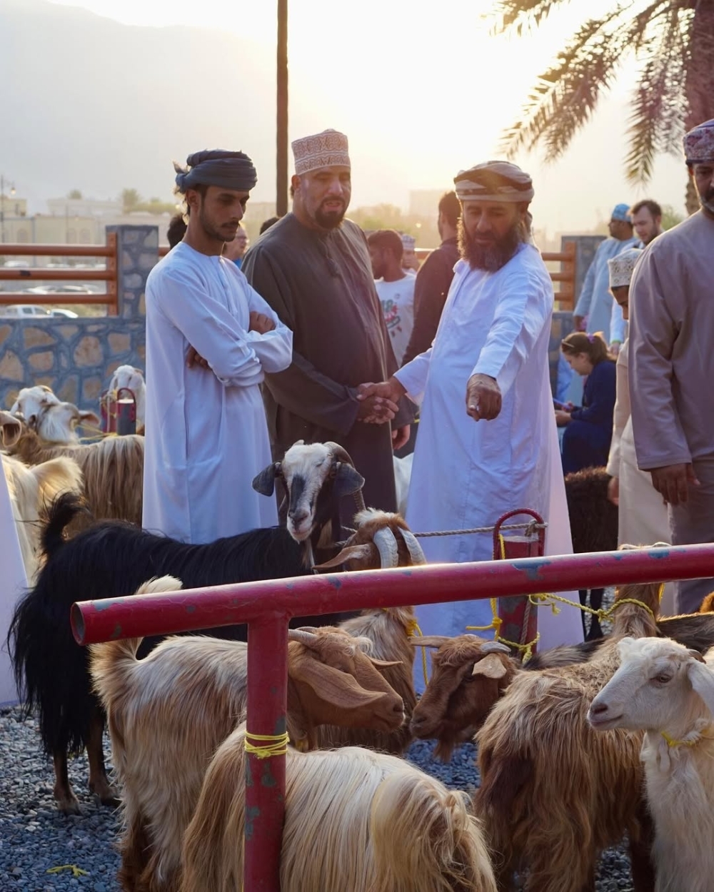 The Enchanting Goat Market Experience