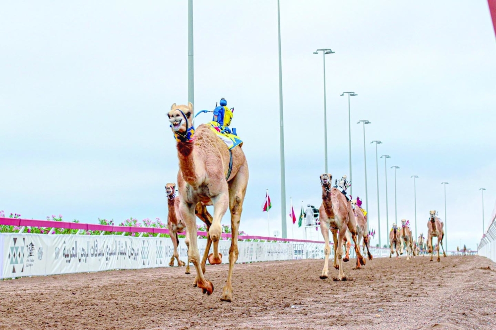 The prestigious camel festival will be held at Al Bashayer Square in the Wilayat of Adam from February 10 to 15.