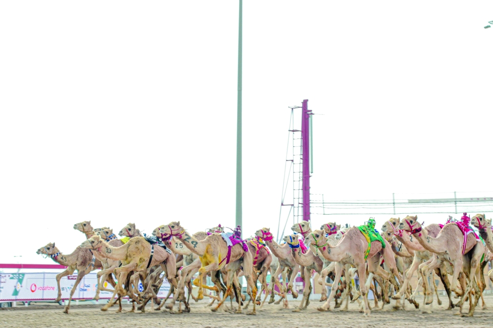 The annual festival attracts a large number of camel owners and trainers across the GCC countries.