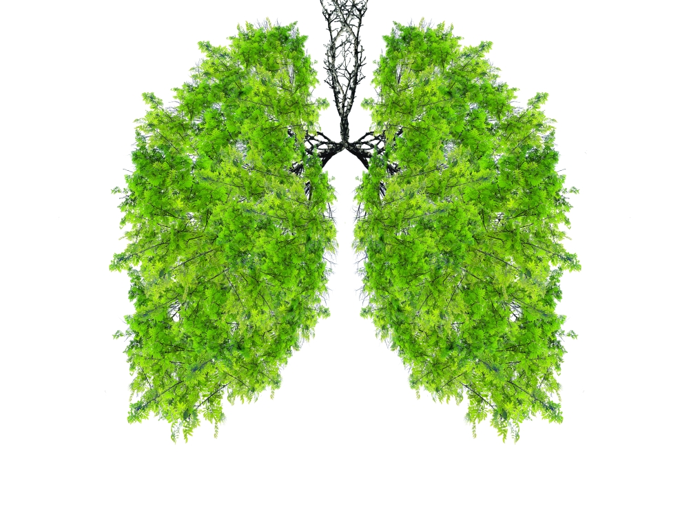 Afforestation breathes life into cities