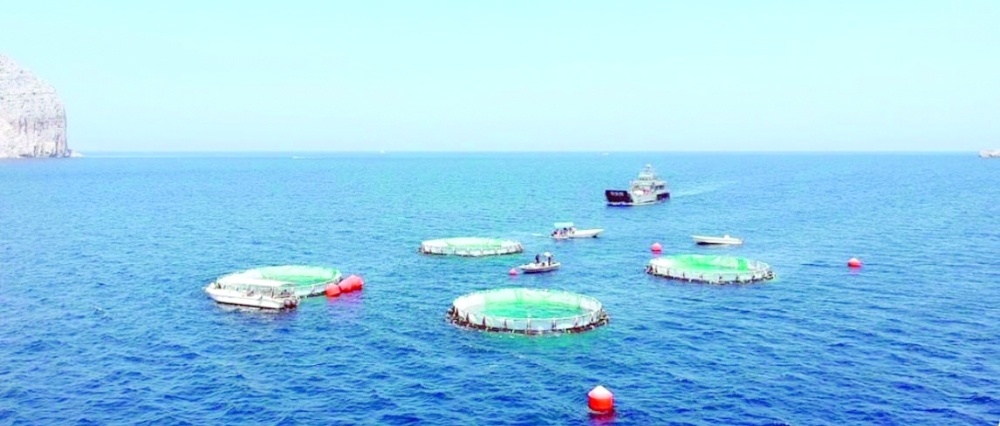 Musandam Aquaculture’s floating cages farm at Al Harf off Khasab

