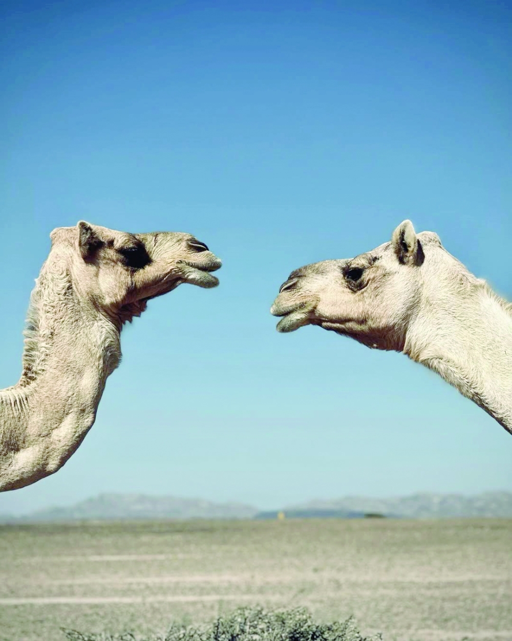 Considering a camping adventure? The Sugar Dunes shouldn’t be missed