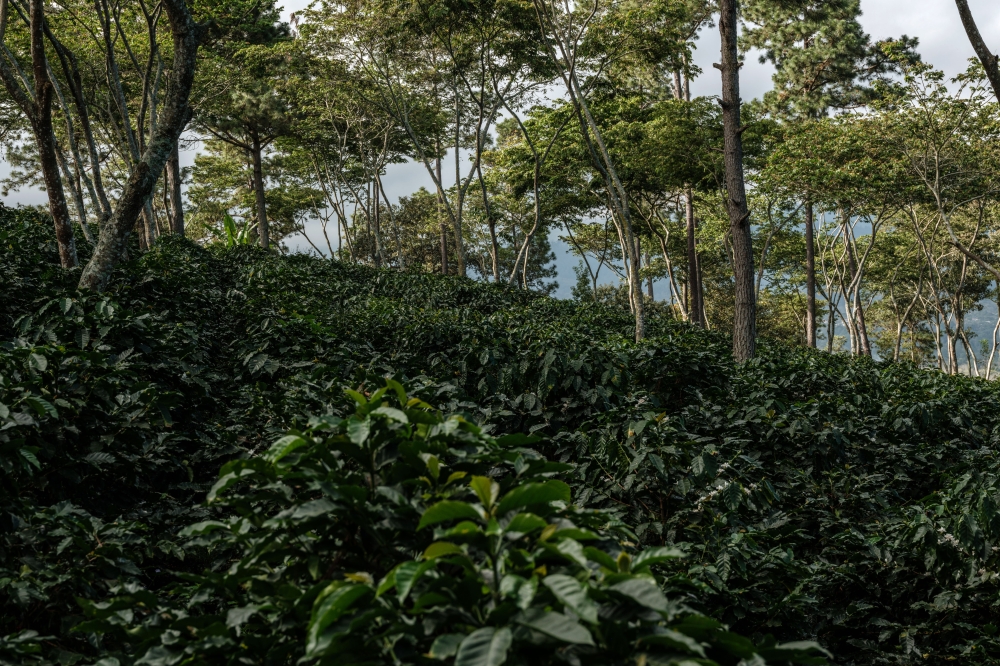 Planting a canopy of taller trees for shade helps retain soil moisture, protects roots and improves water and nutrient absorption. (Alejandro Cegarra/The New York Times)