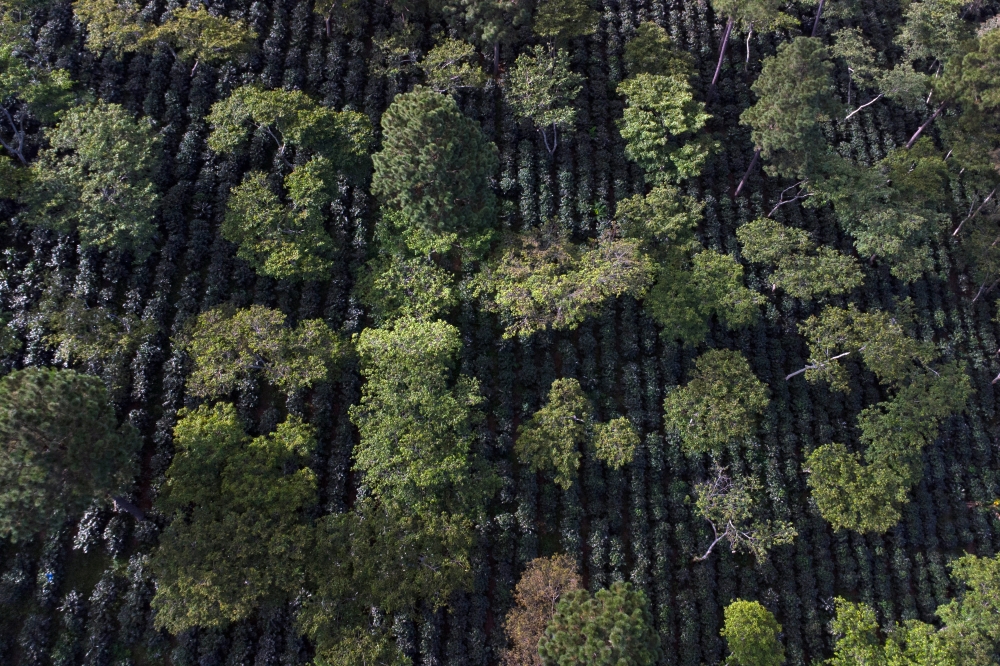 A Cafico sustainable coffee plantation in Corquin, Honduras. Members of the cooperative share techniques and operate a nursery to produce suitable varieties of coffee plants and shade trees.  (Alejandro Cegarra/The New York Times)