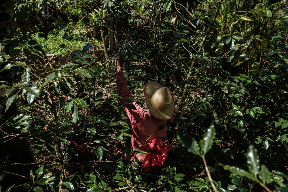 Climate change has diminished the supply of coffee around the globe via rising temperatures, droughts and excessive rains.   (Alejandro Cegarra/The New York Times)
