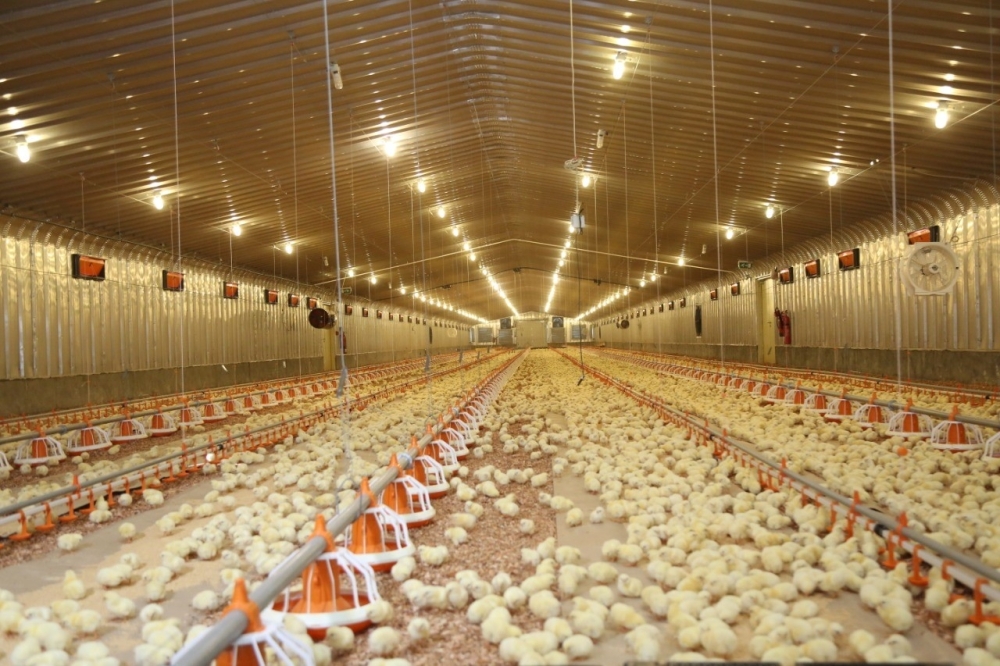 Broiler chicken production is proposed to jump from 48 million birds to 60 million birds per annum.