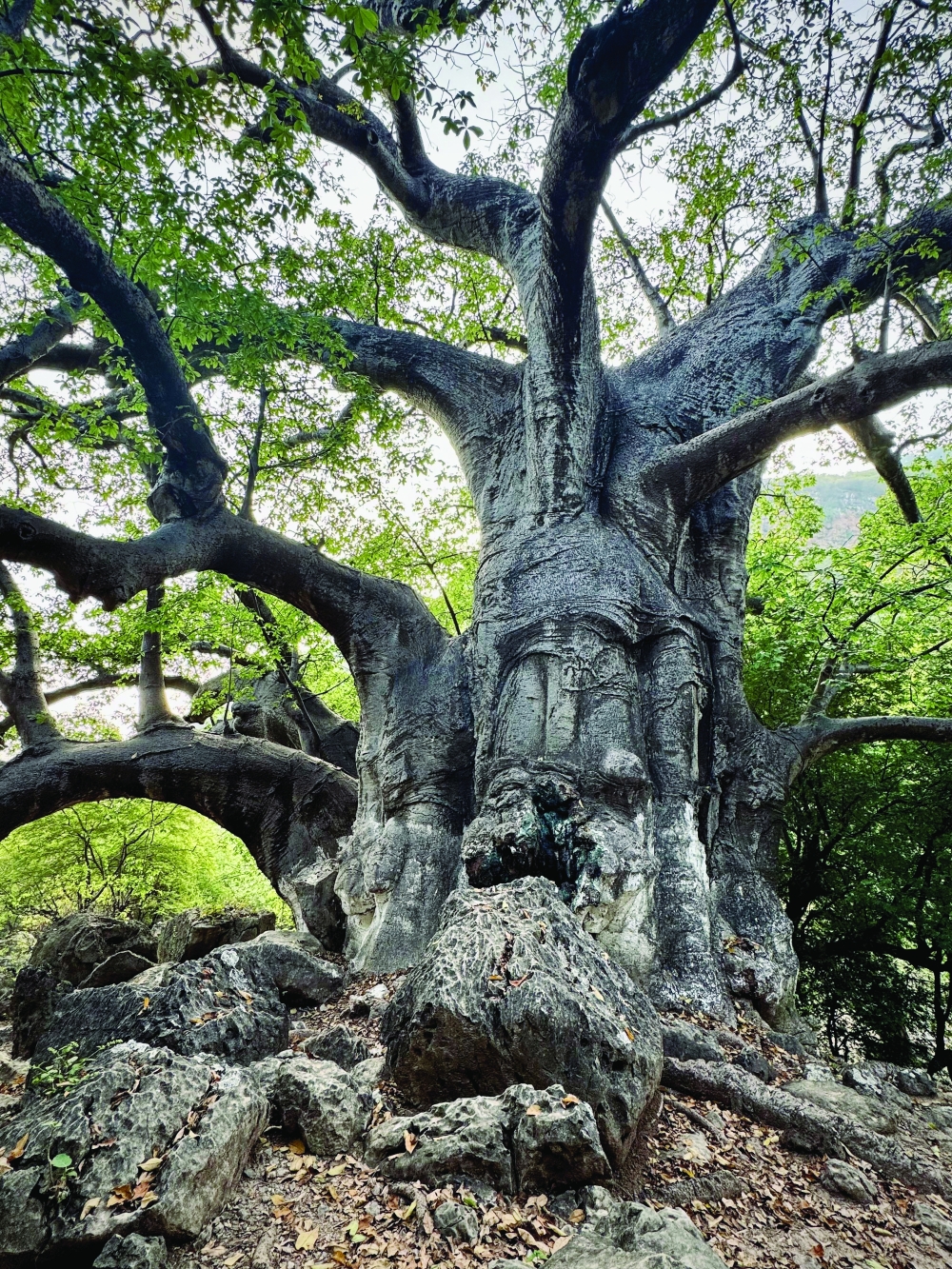 Dhofar has gained prominence as a sought-after destination for adventure seekers