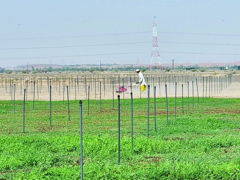 This initiative aims to attract investors, support SMEs and enhance agricultural production using modern technologies.