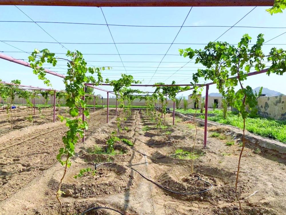 21 farm investment opportunities in Al Buraimi