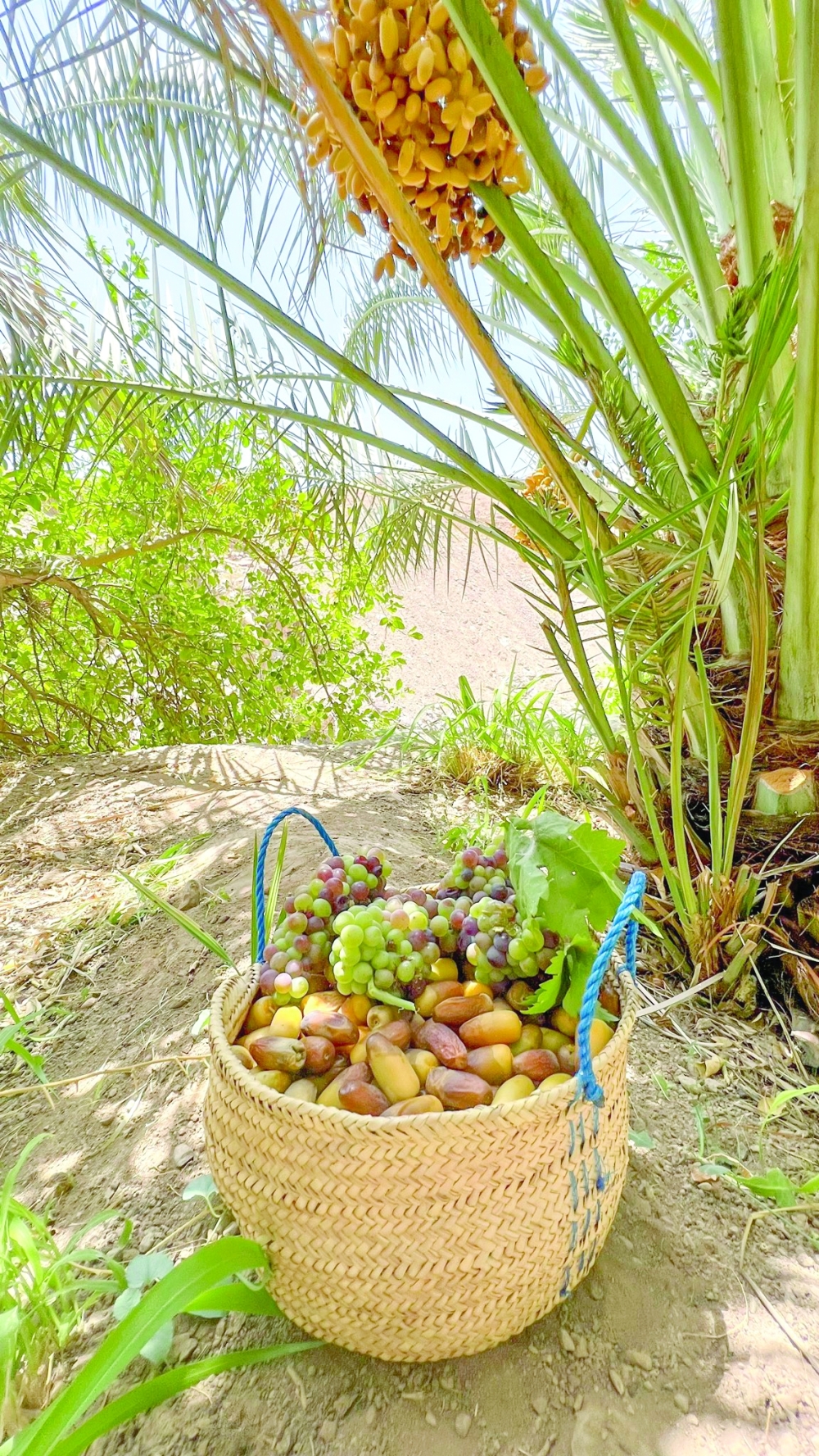 Oman cultivates a wide variety of dates, with Khalas ranking first, accounting for 15 per cent of total production.
