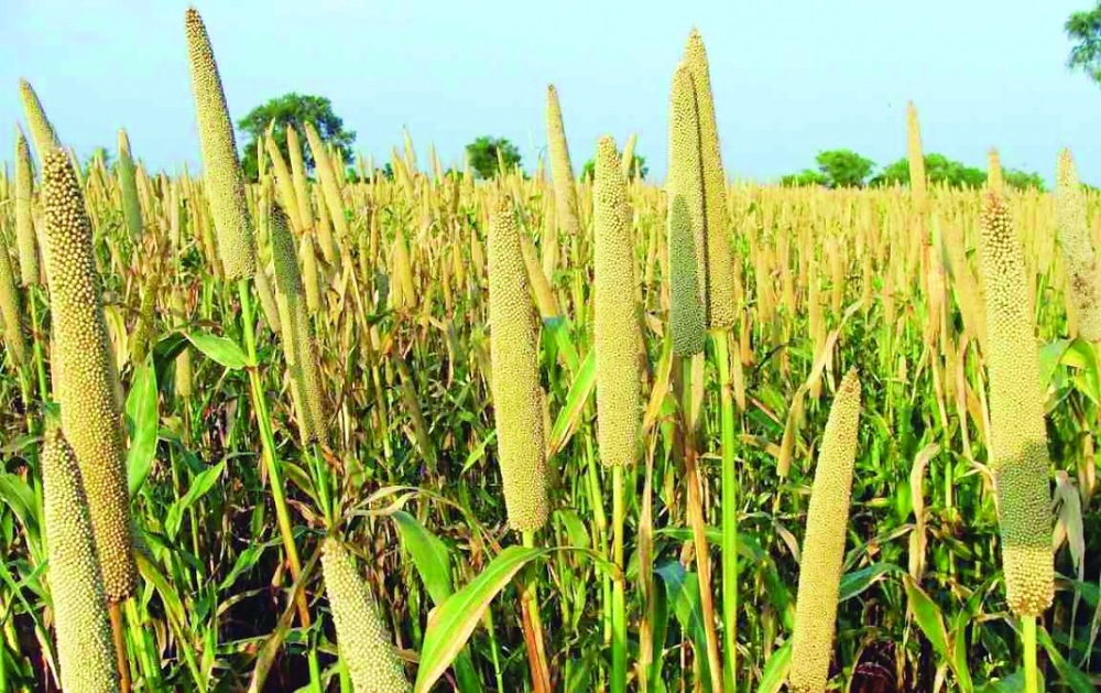 Oman Flour Mills is spearheading the initiative to launch millet cultivation in Oman.